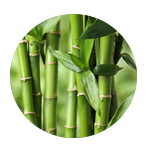 Bamboo