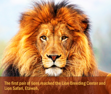 Lion Safari, Etawah