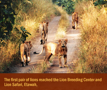 Lion Safari, Etawah